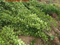 基地直供  北海道黄杨小苗 带土球发货 现货充足